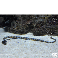 گونه مار دریایی حلقه دار Annulated Sea Snake